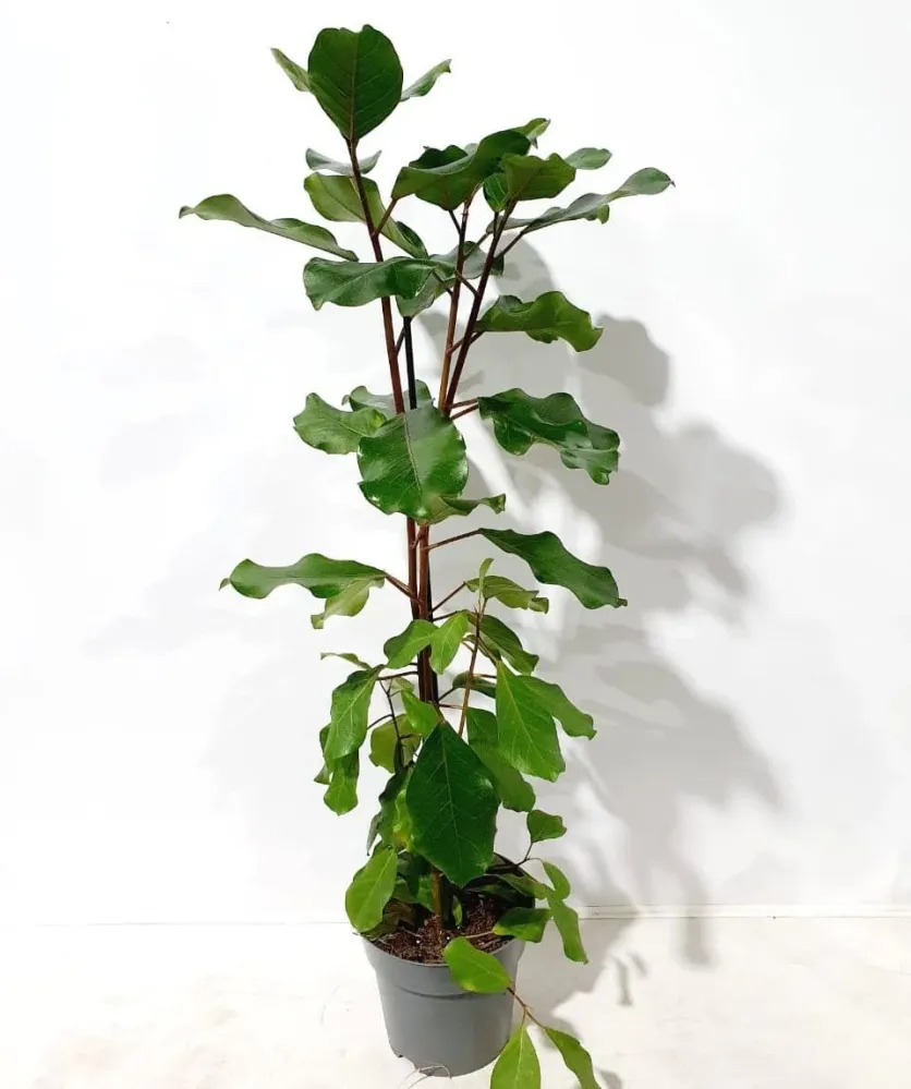 Ficus natalensis 'Lynn' (3 plante/ghiveci)