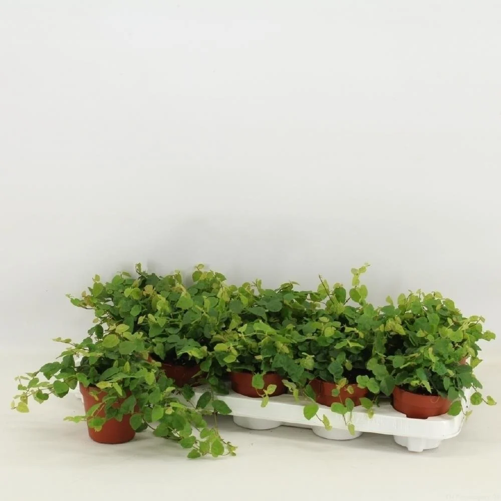 Ficus pumila Green Sunny (ficus tarator)