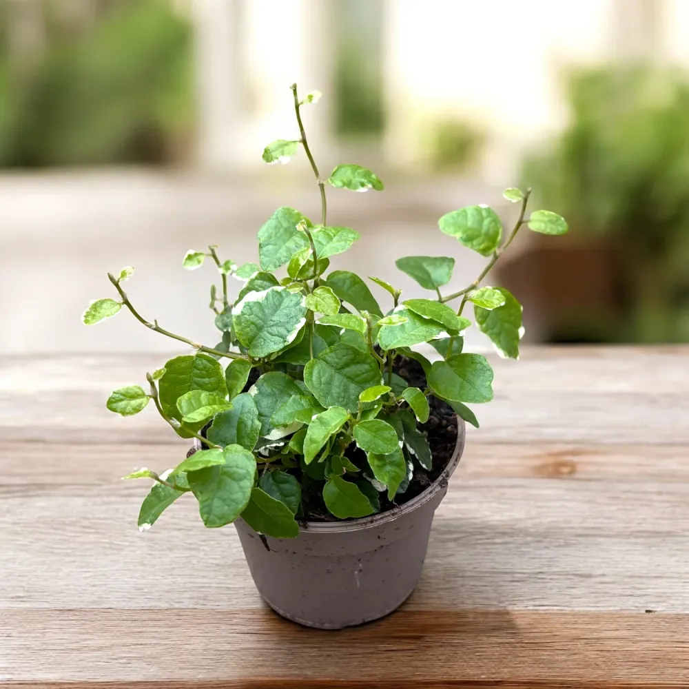 Ficus pumila 'White Sunny' - ficus tarator cu frunzis variegat si crestere rapida