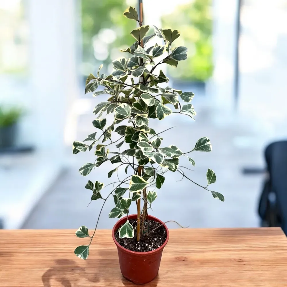 Ficus triangularis 'Sweetheart' variegata
