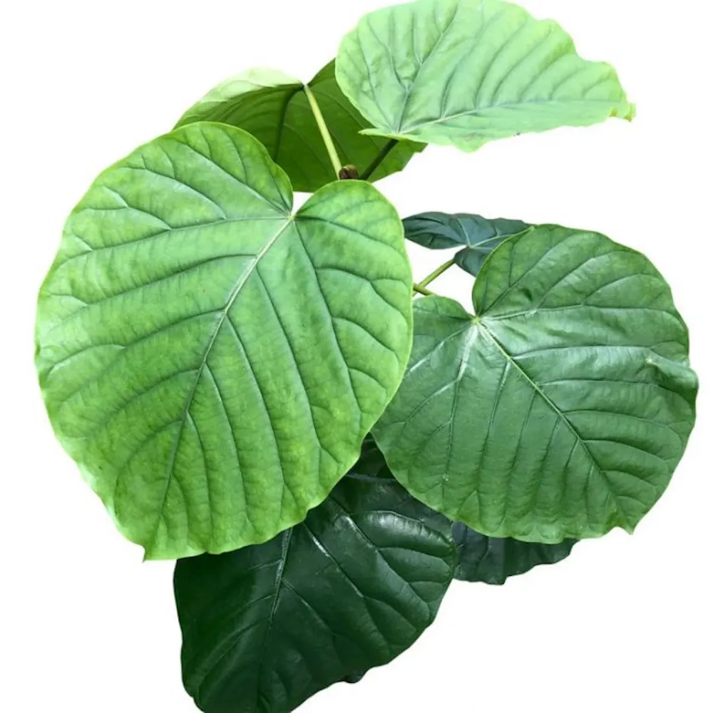 Ficus umbellata H110 cm (2 plante/pot)