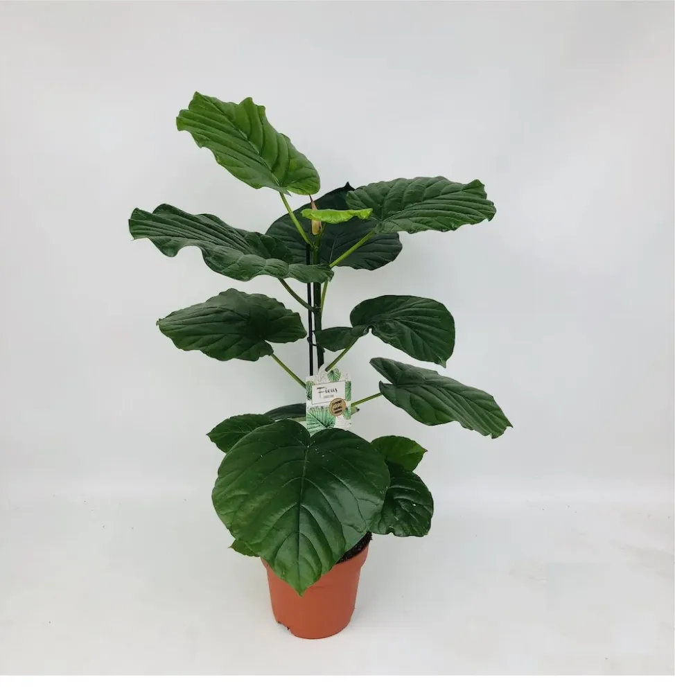 Ficus umbellata H110 cm (2 plante/pot)
