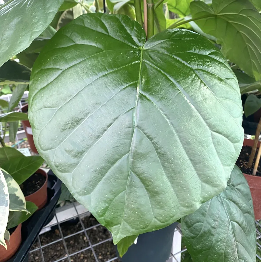 Ficus umbellata H110 cm (2 plante/pot)