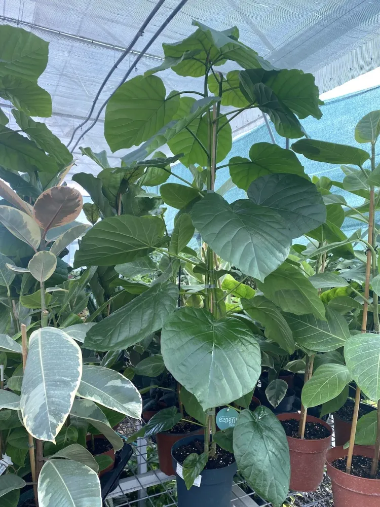 Ficus umbellata H110 cm (2 plante/pot)