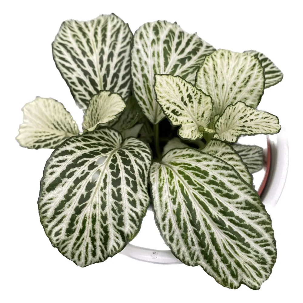Fittonia 'Ice Queen', planta mozaic