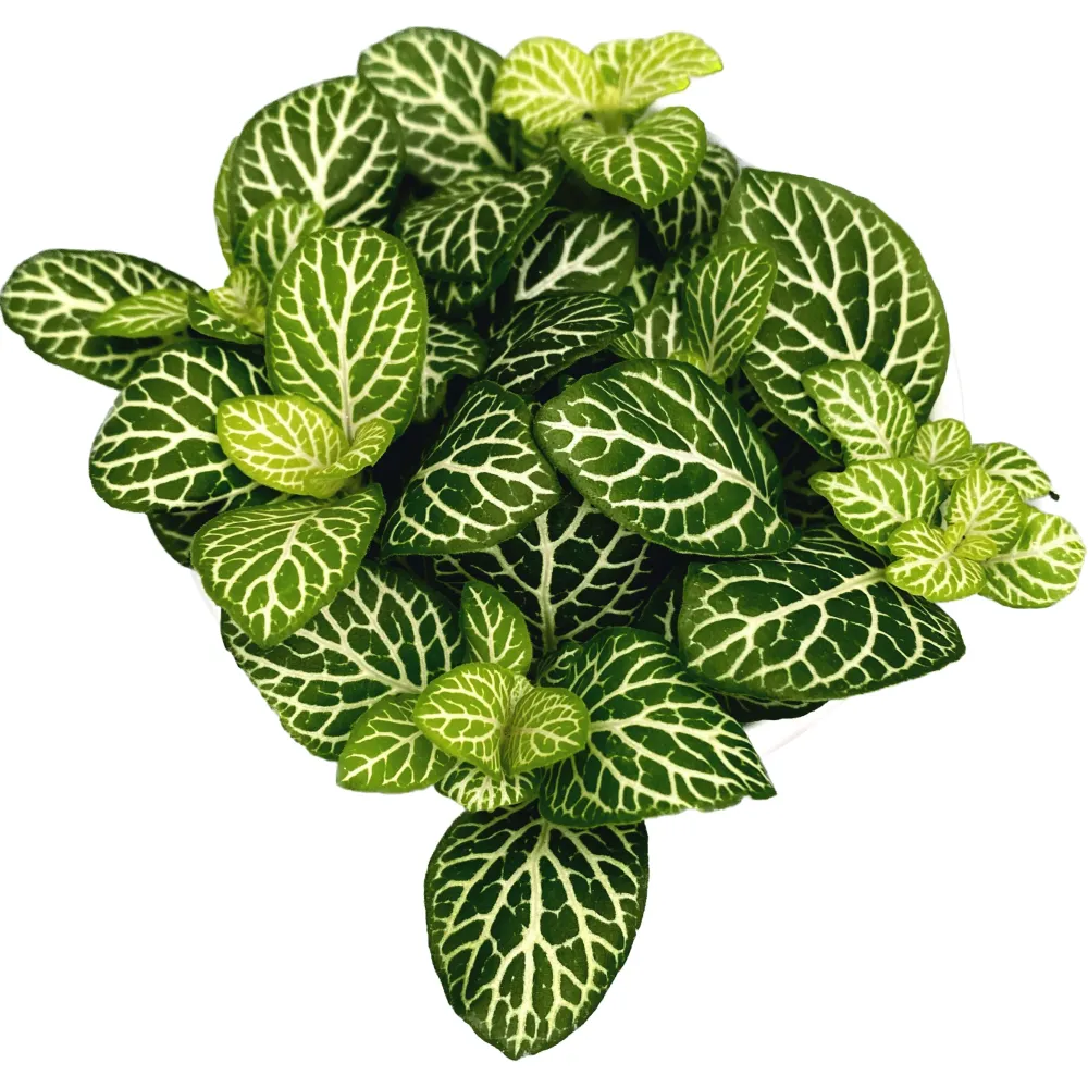 Fittonia 'Joly lemon', planta mozaic