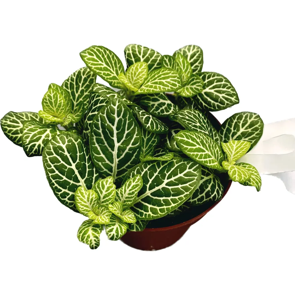 Fittonia 'Joly lemon', planta mozaic
