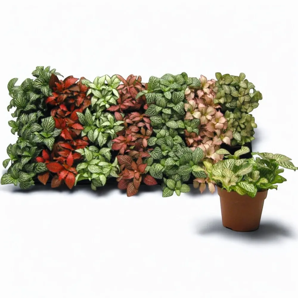 Fittonia mix, planta mozaic