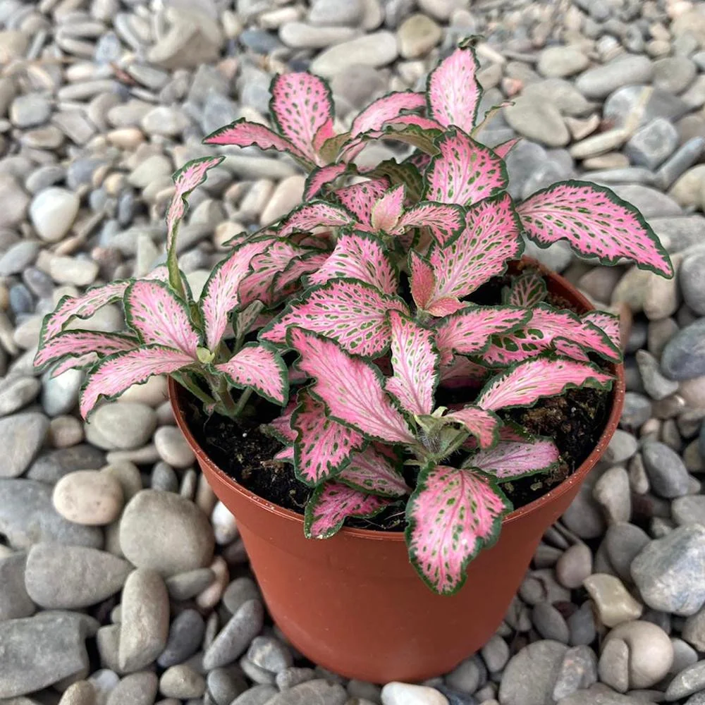 Fittonia Mosaic 'Pink Forest Flame', planta mozaic
