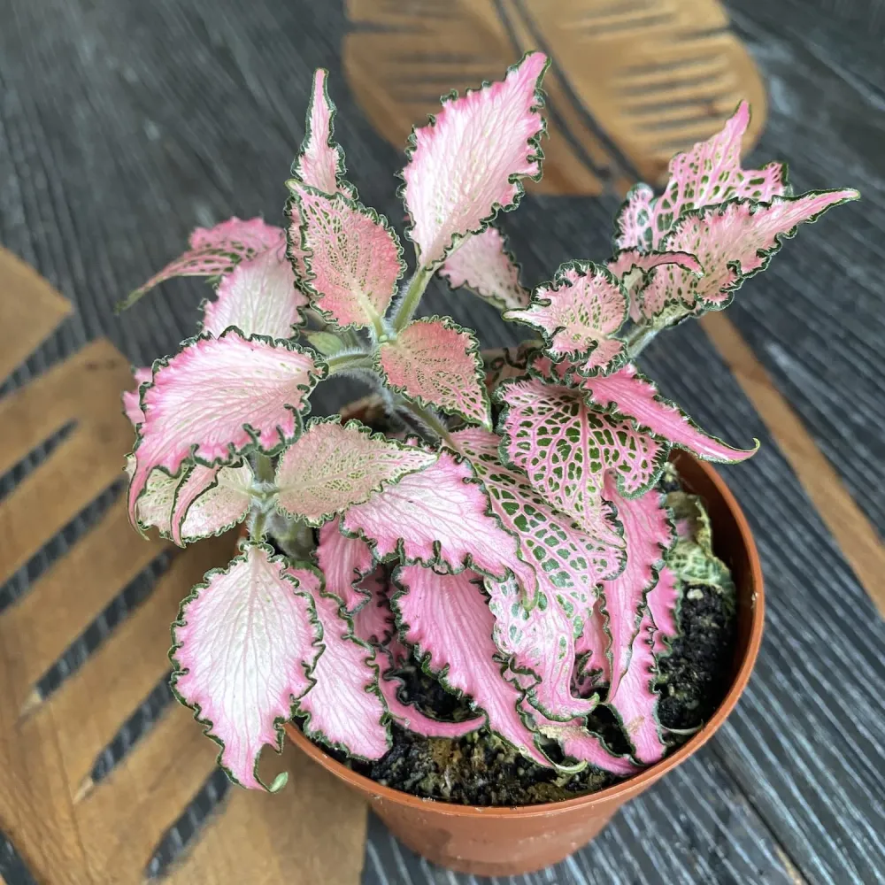 Fittonia Mosaic 'Zalm Star', planta mozaic
