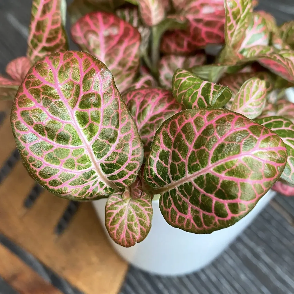 Fittonia 'Pink Special', planta mozaic