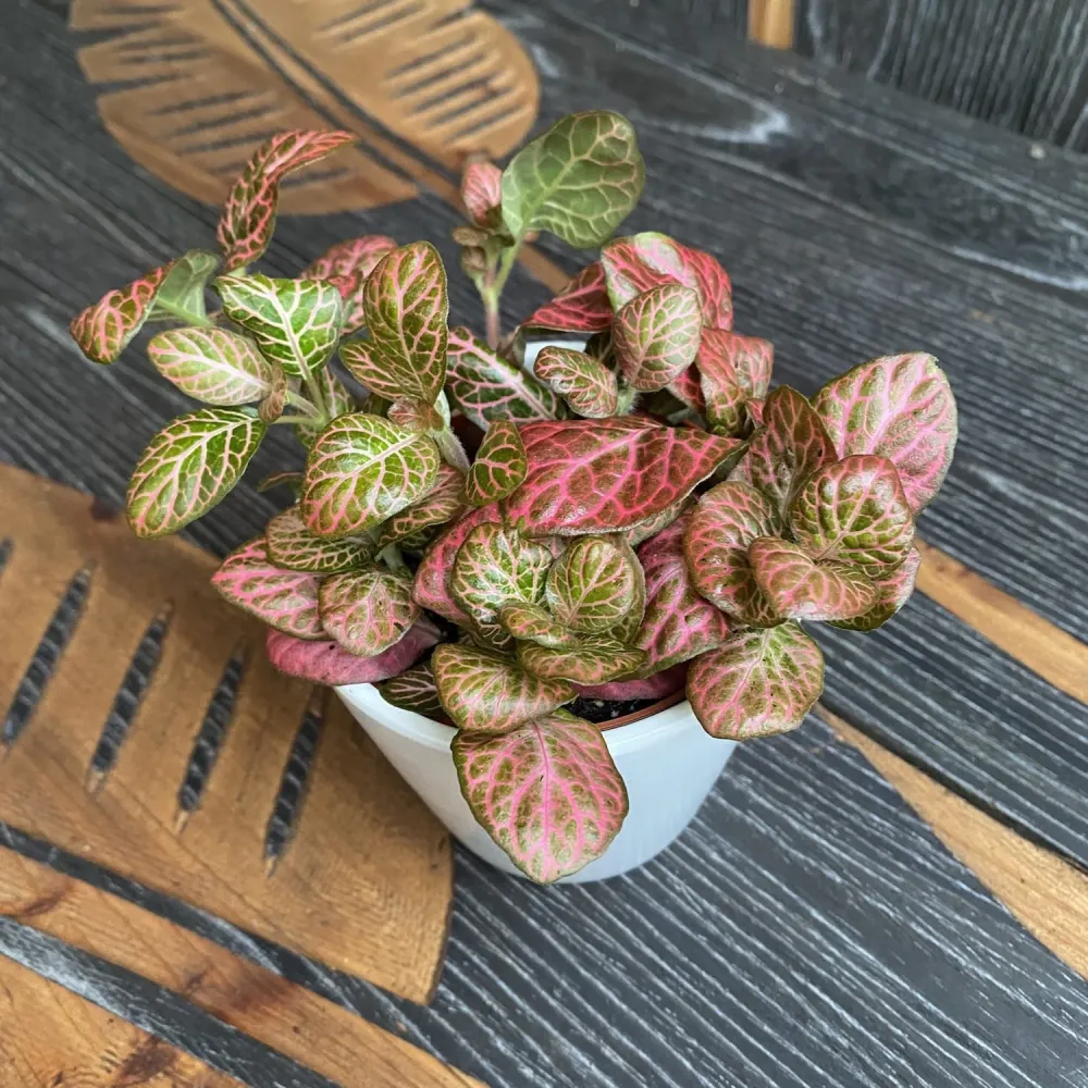 Fittonia 'Pink Special', planta mozaic