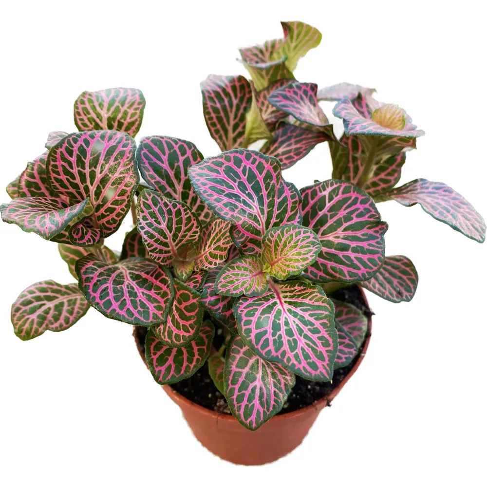 Fittonia verschaffeltii 'Red Angel', planta mozaic