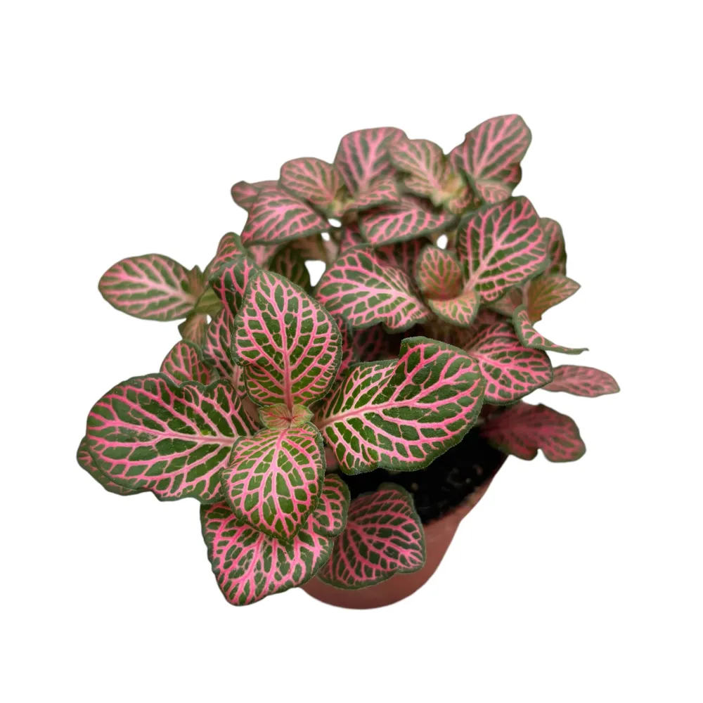 Fittonia verschaffeltii 'Red Angel', planta mozaic