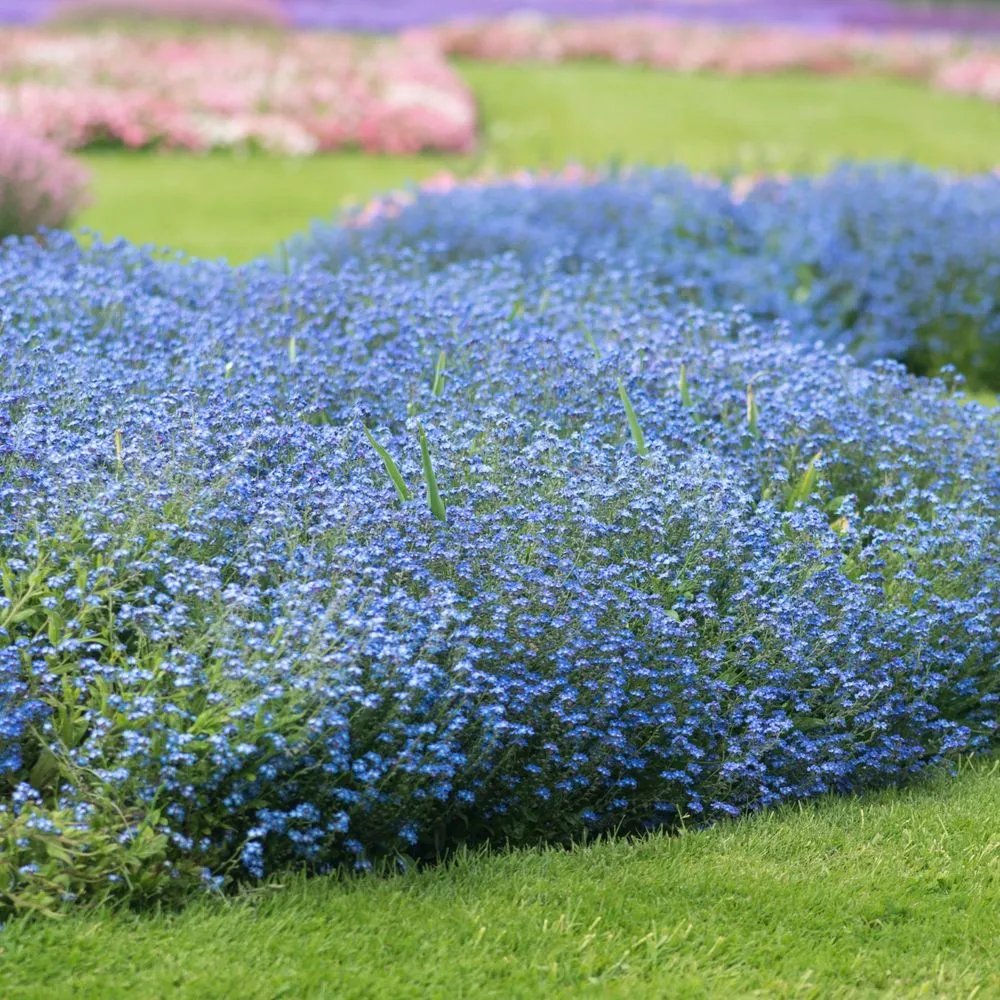Floare de Nu-Ma-Uita Myosotis Laura Deep blue, flori albastre de primavara, semiumbra, borduri, ghivece, plante melifere p...