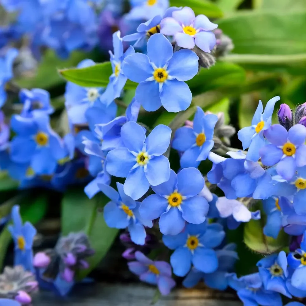 Floare de Nu-Ma-Uita Myosotis Laura Deep blue, flori albastre de primavara, semiumbra, borduri, ghivece, plante melifere p...