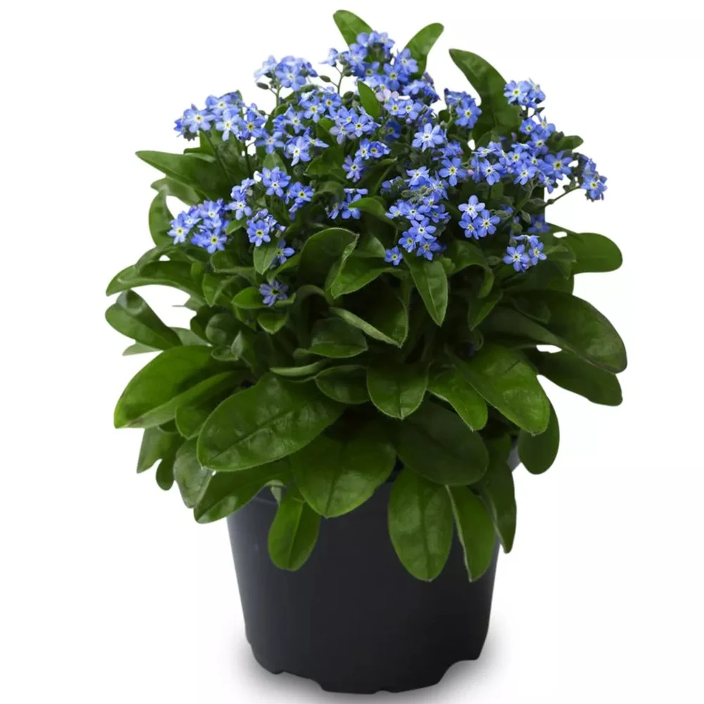 Floare de Nu-Ma-Uita Myosotis Laura Deep blue, flori albastre de primavara, semiumbra, borduri, ghivece, plante melifere p...