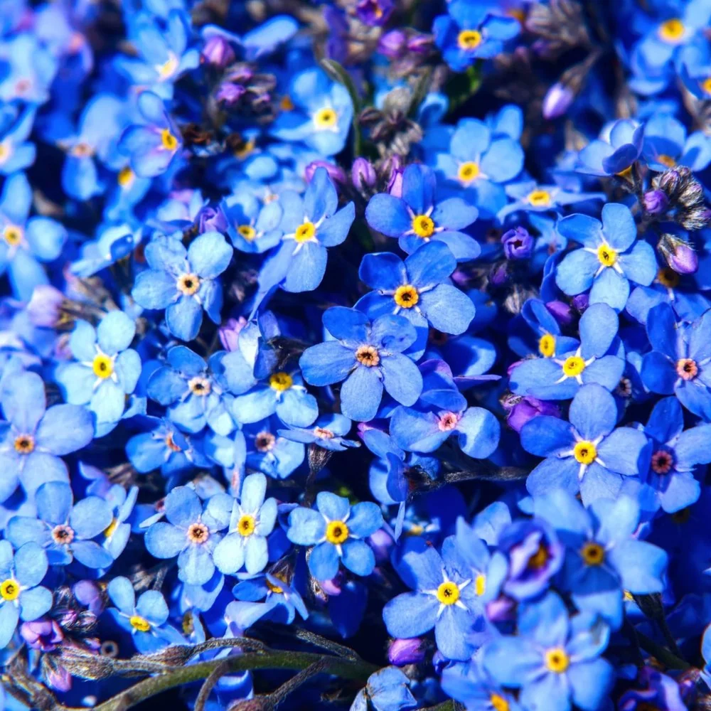 Floare de Nu-Ma-Uita Myosotis Laura Deep blue, flori albastre de primavara, semiumbra, borduri, ghivece, plante melifere p...