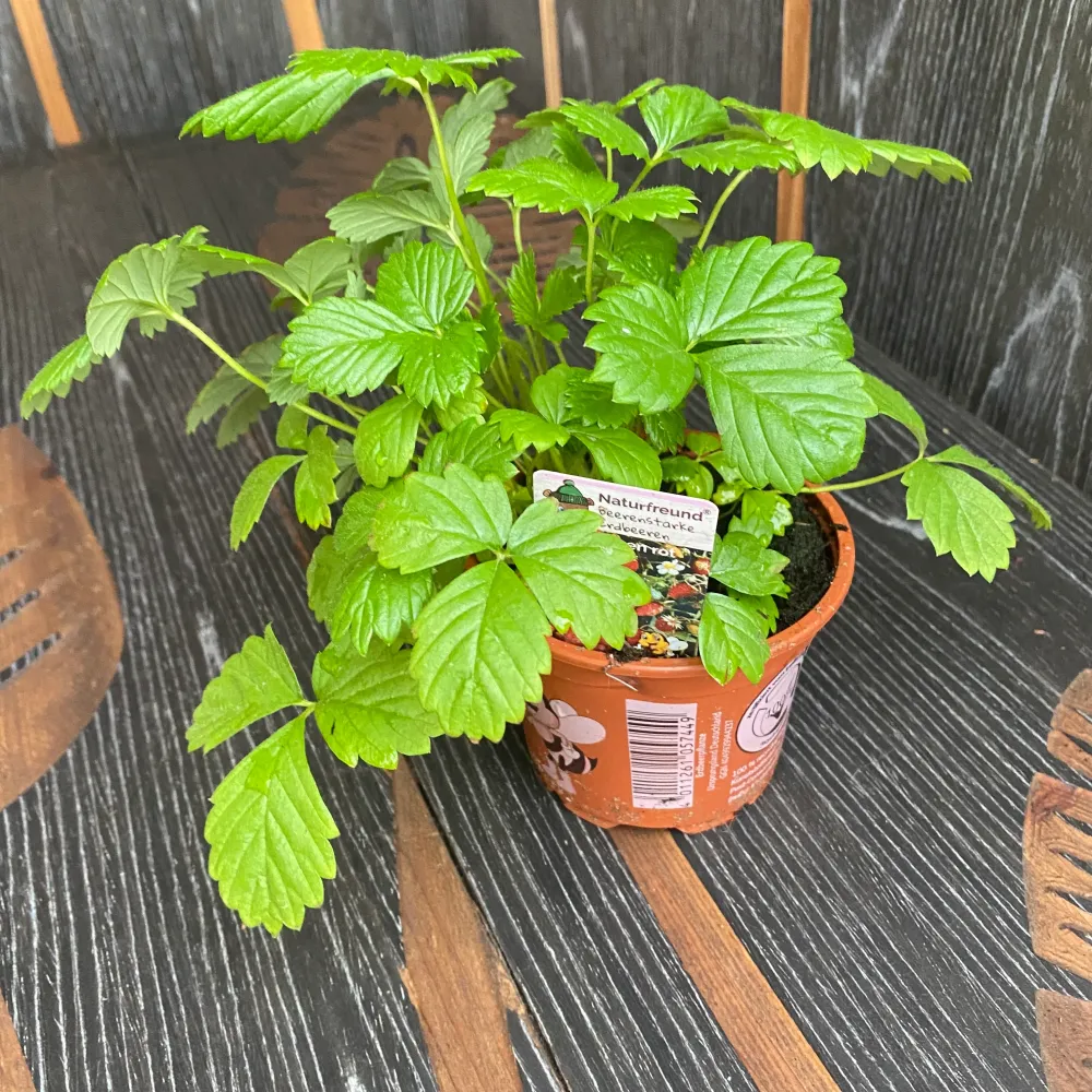 Fragute alpine - Fragaria vesca 'Alpen Rot'