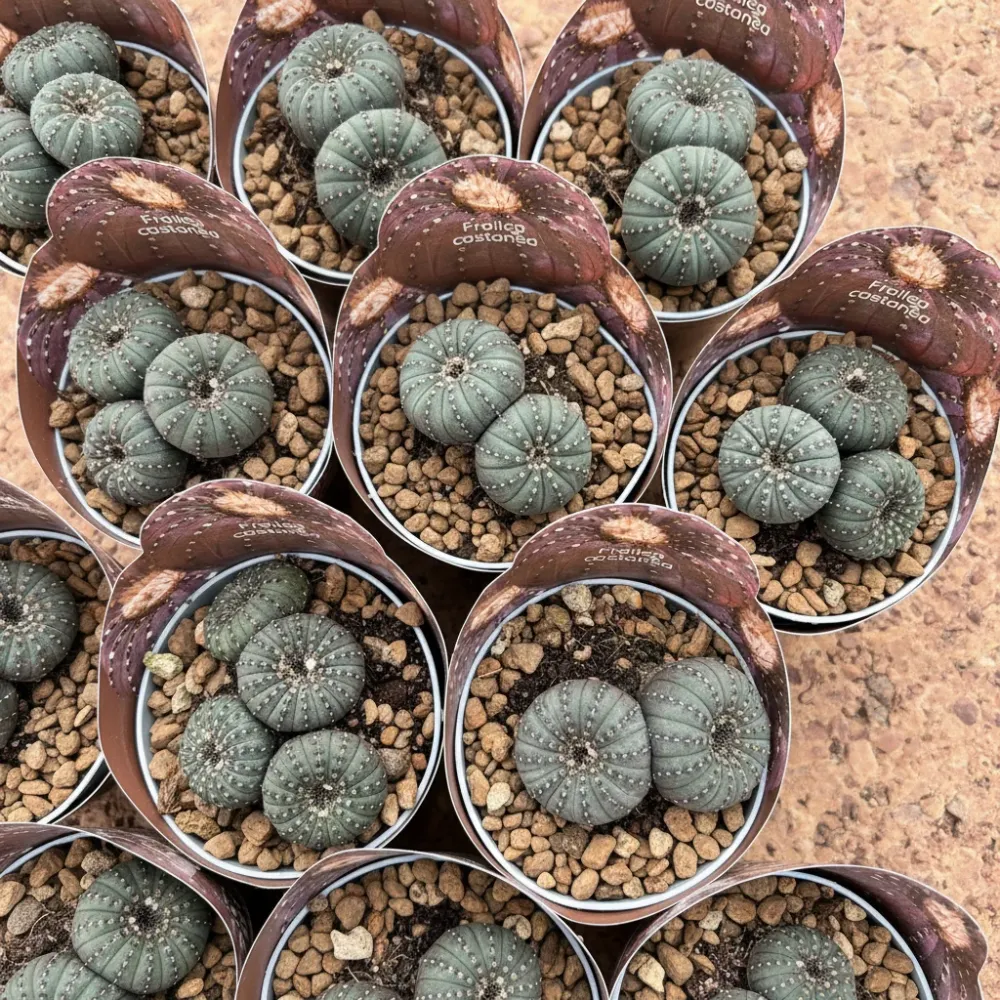Frailea castanea