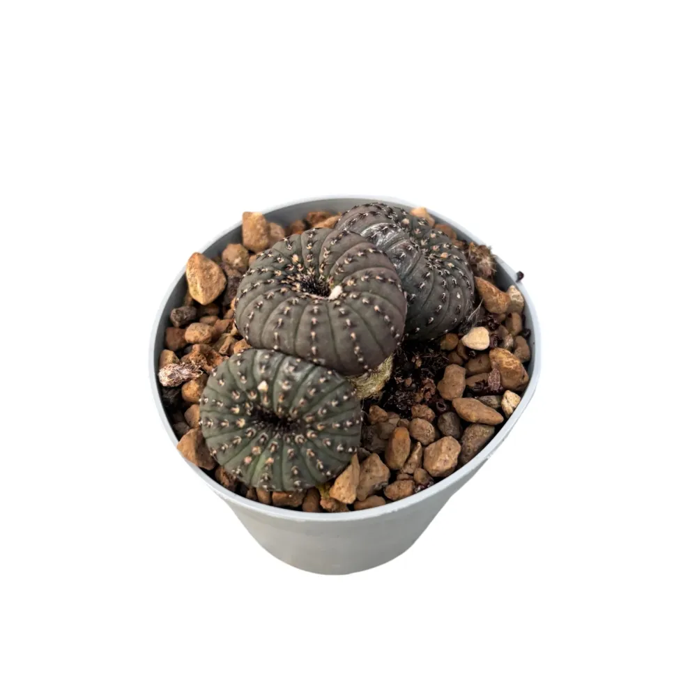 Frailea castanea