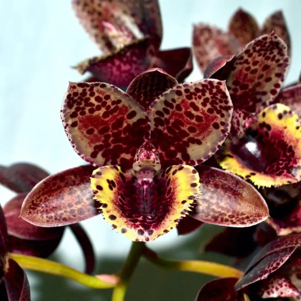 Fredclarkeara After Dark 'Sunset Valley Orchids' FCC/AOS