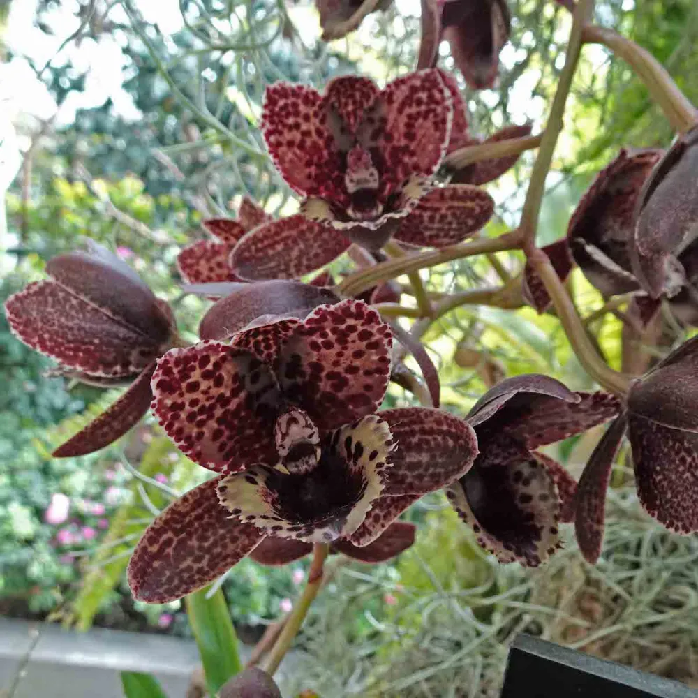Fredclarkeara After Dark 'Sunset Valley Orchids' FCC/AOS