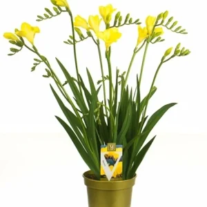 Frezie galbena ghiveci - Freesia Popey