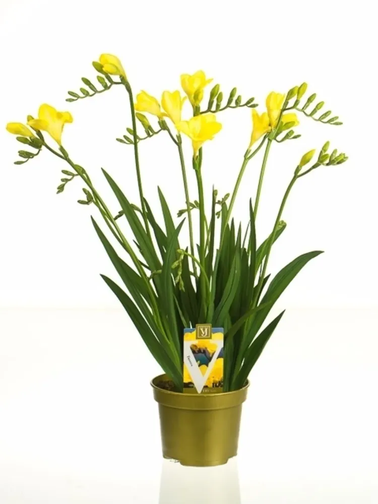 Frezie galbena ghiveci - Freesia Popey