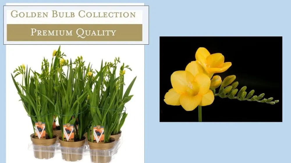 Frezie galbena ghiveci - Freesia Popey