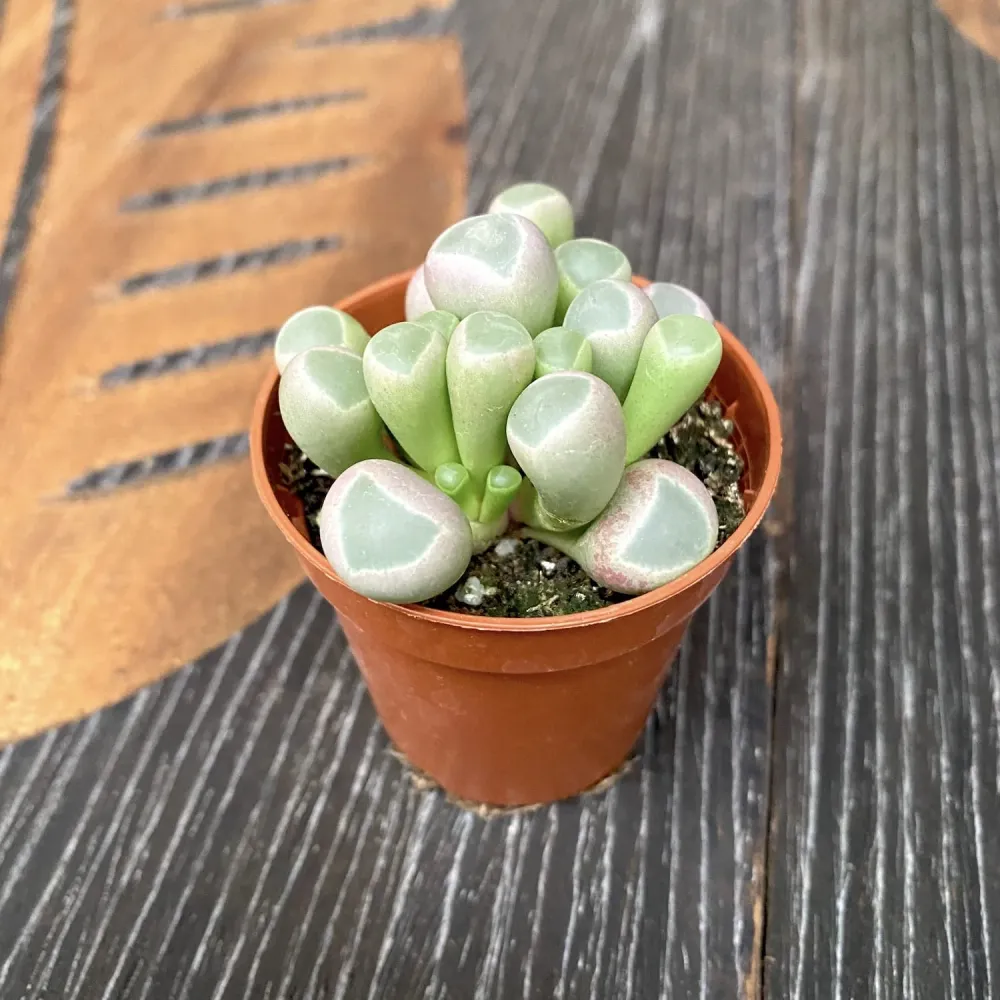 Frithia pulchra (baby toes)