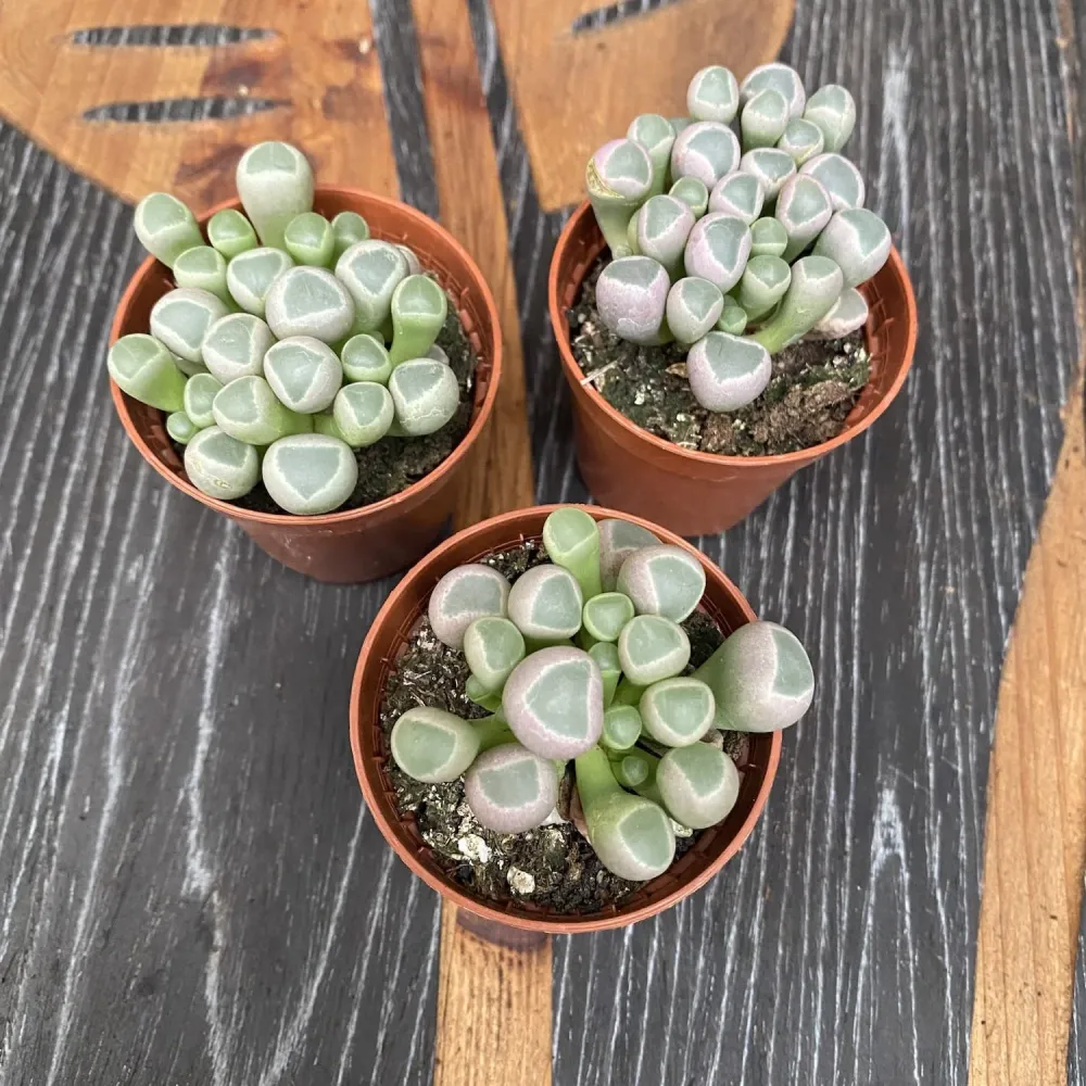 Frithia pulchra (baby toes)