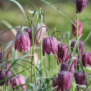 Fritillaria meleagris - Laleaua pestrita