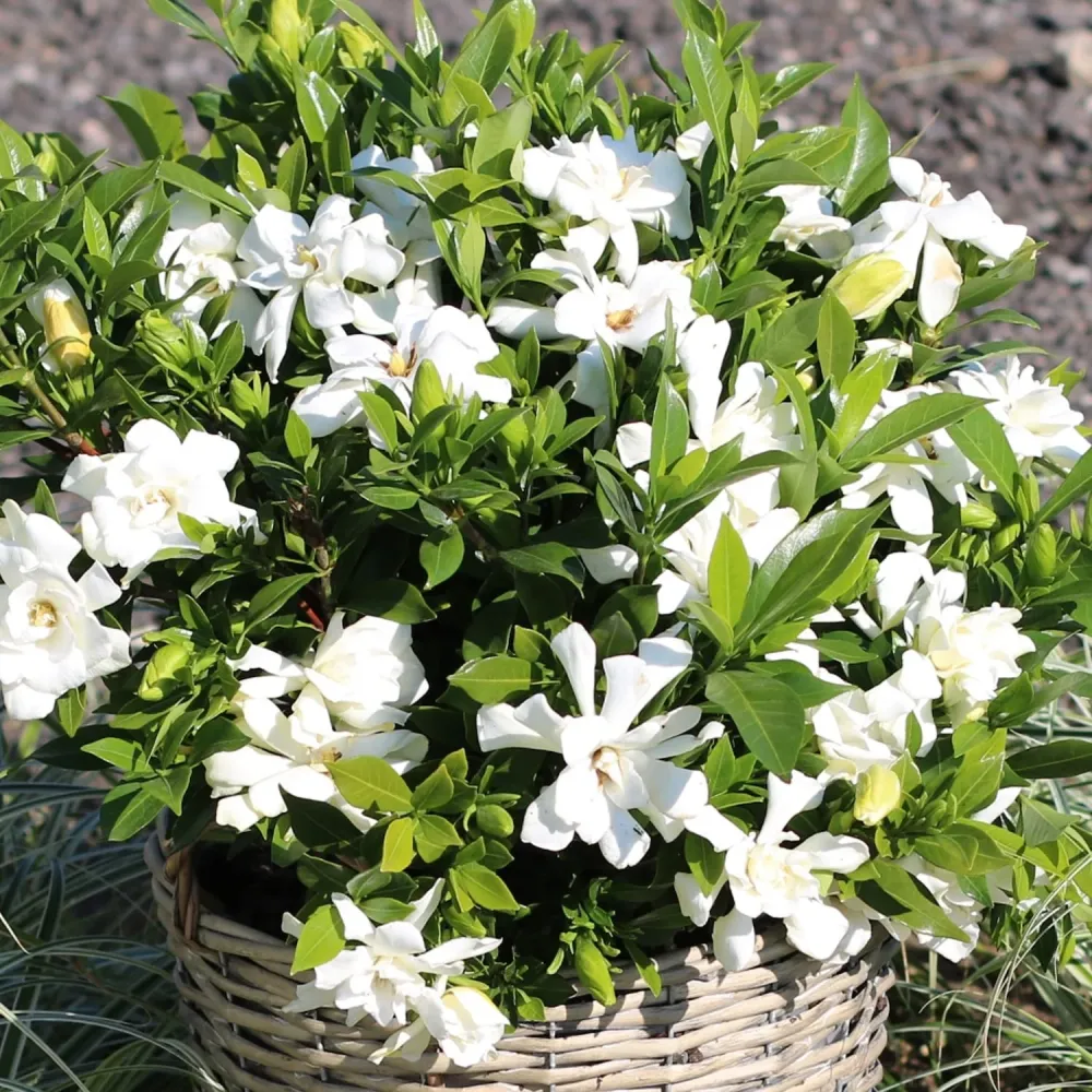 Gardenia jasminoides 'Celestial Star' (rezista si gradina)