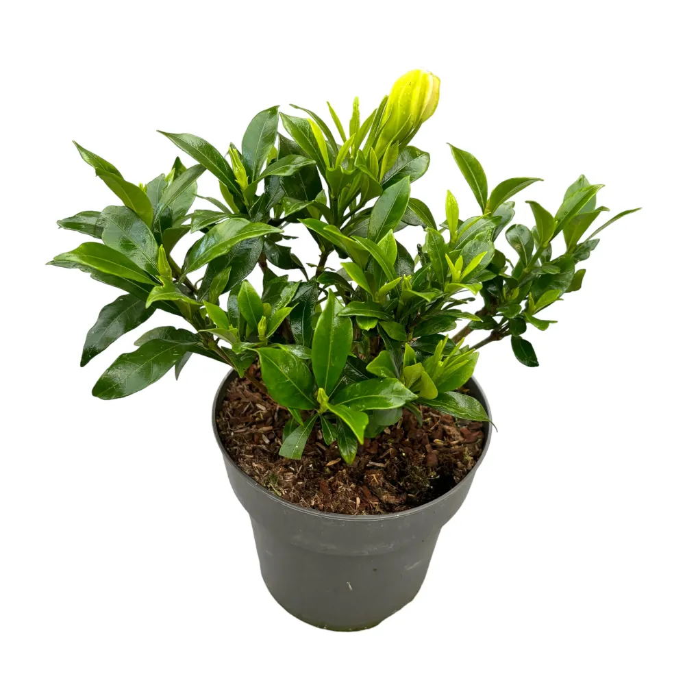 Gardenia jasminoides 'Celestial Star' (rezista si gradina)