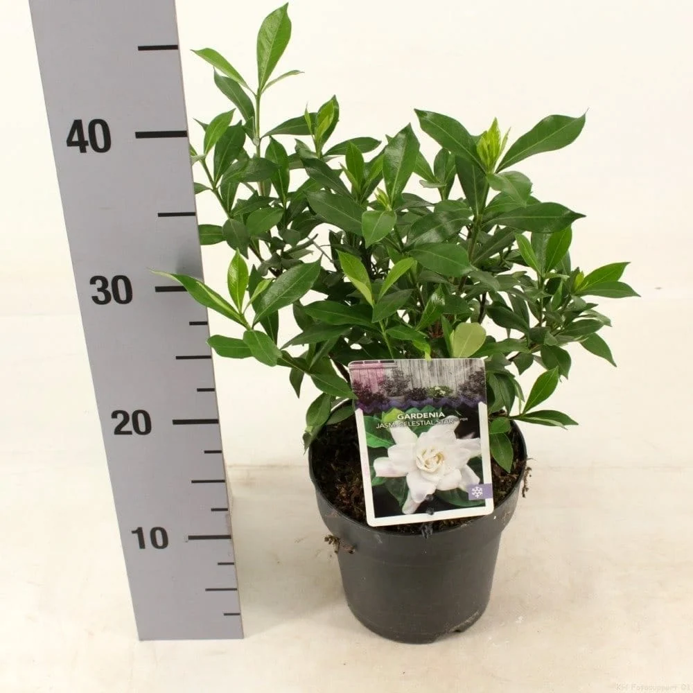 Gardenia jasminoides 'Celestial Star' (rezista si gradina)