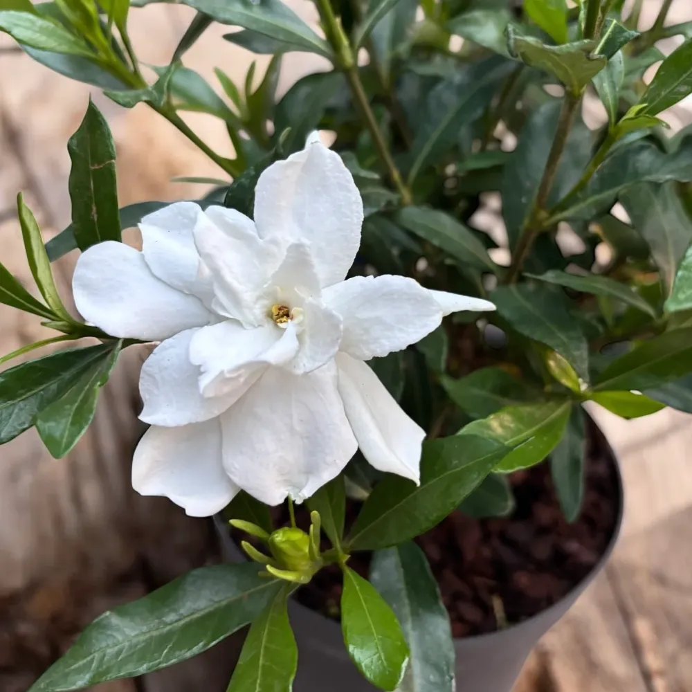 Gardenia Jasminoides 'Fool Proof' ('Leesix'PBR') (rezista si gradina) - flori intens parfumate