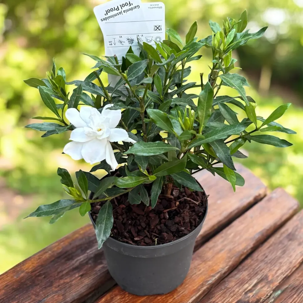 Gardenia Jasminoides 'Fool Proof' ('Leesix'PBR') (rezista si gradina) - flori intens parfumate
