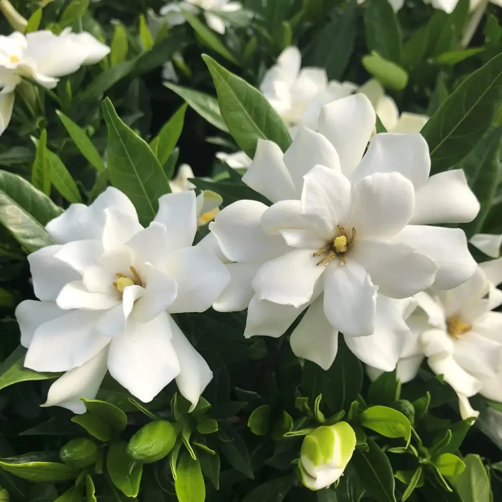 Gardenia Jasminoides 'Fool Proof' ('Leesix'PBR') (rezista si gradina) - flori intens parfumate