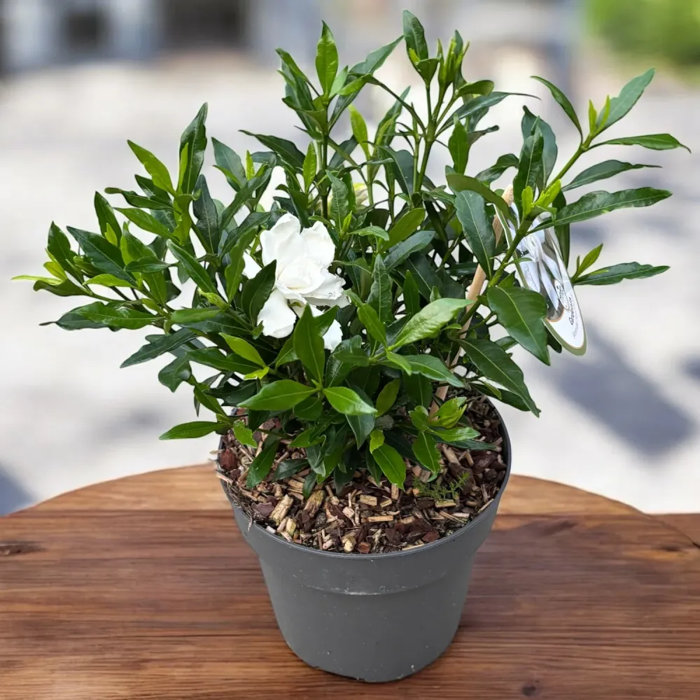 Gardenia Jasminoides 'Fool Proof' ('Leesix'PBR') (rezista si gradina) - flori intens parfumate