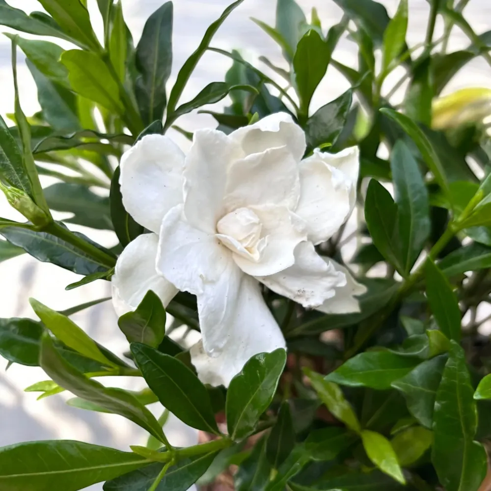 Gardenia Jasminoides 'Fool Proof' ('Leesix'PBR') (rezista si gradina) - flori intens parfumate