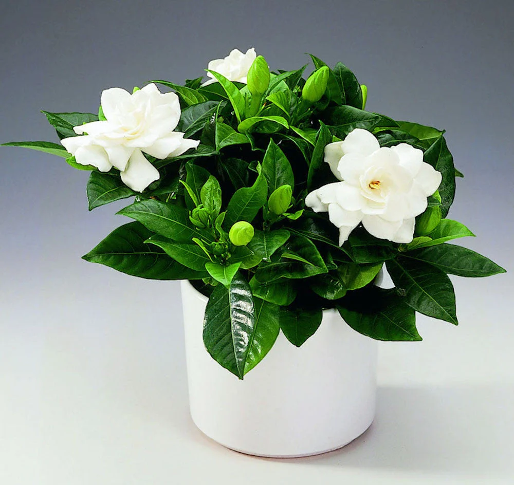 Gardenia Jasminoides (de interior) parfumata