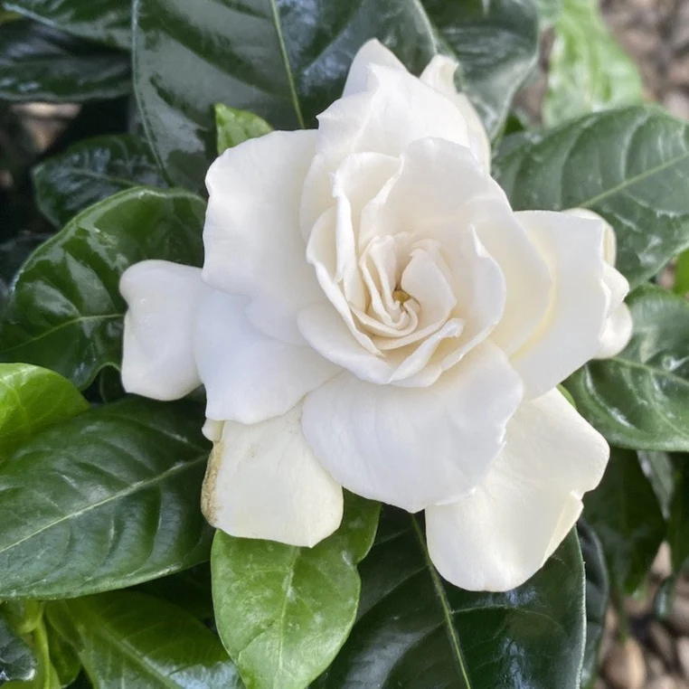 Gardenia Jasminoides (de interior) parfumata