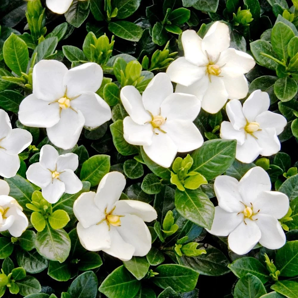 Gardenia jasminoides 'Kleim's Hardy' (rezista si gradina)