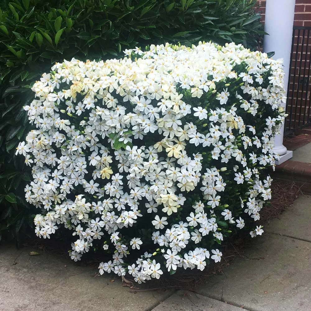 Gardenia jasminoides 'Kleim's Hardy' (rezista si gradina)