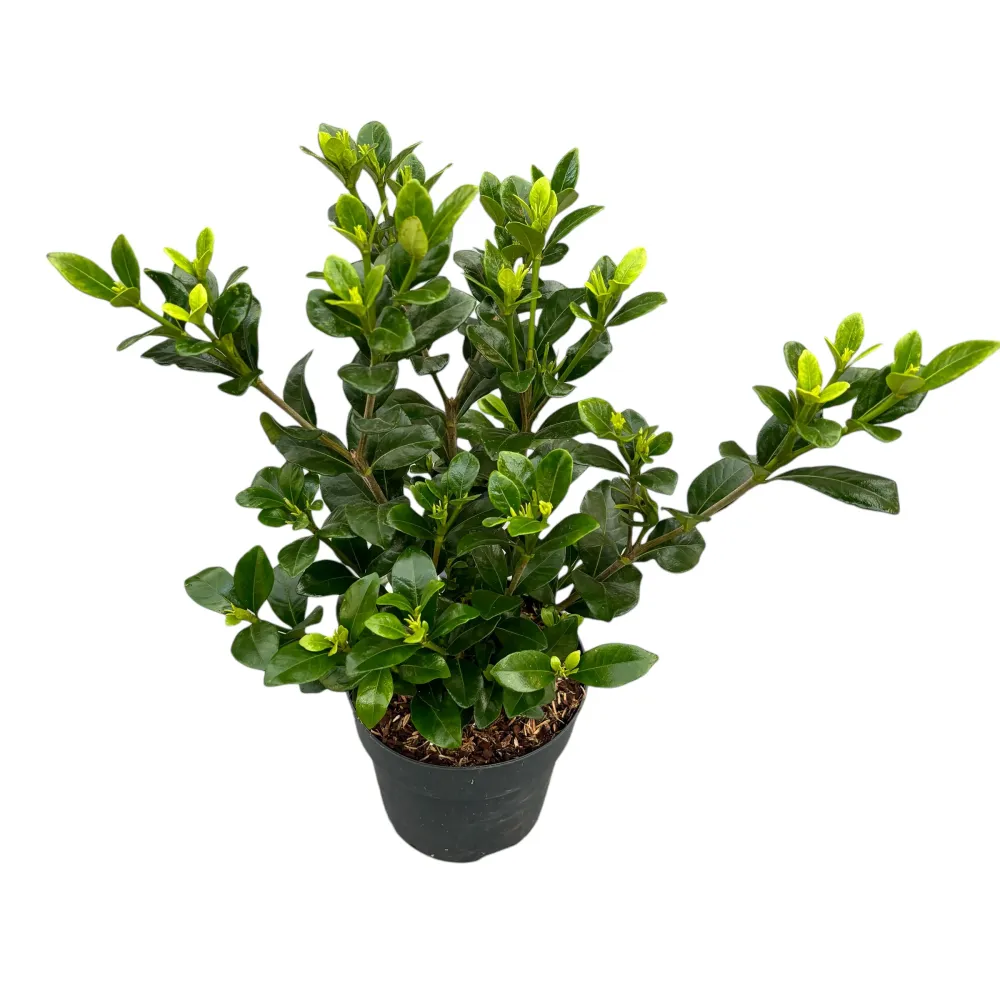 Gardenia jasminoides 'Kleim's Hardy' (rezista si gradina)