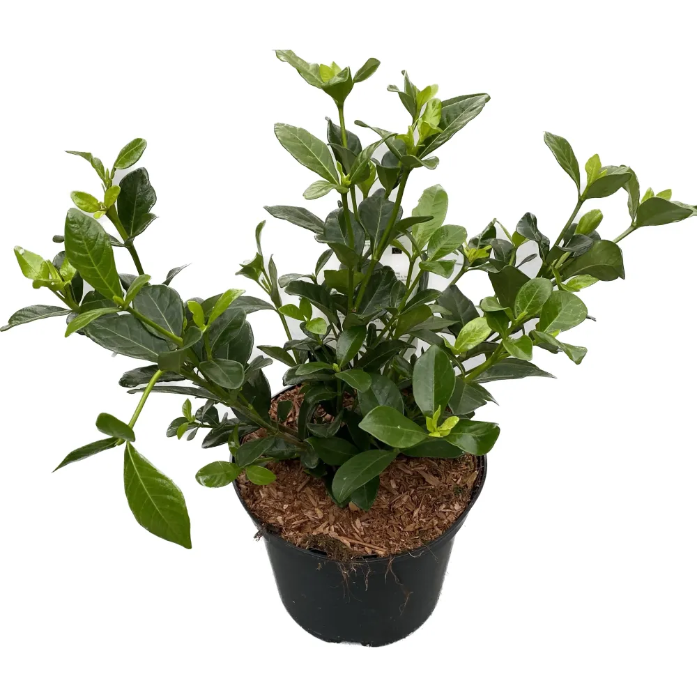 Gardenia jasminoides 'Kleim's Hardy' (rezista si gradina)