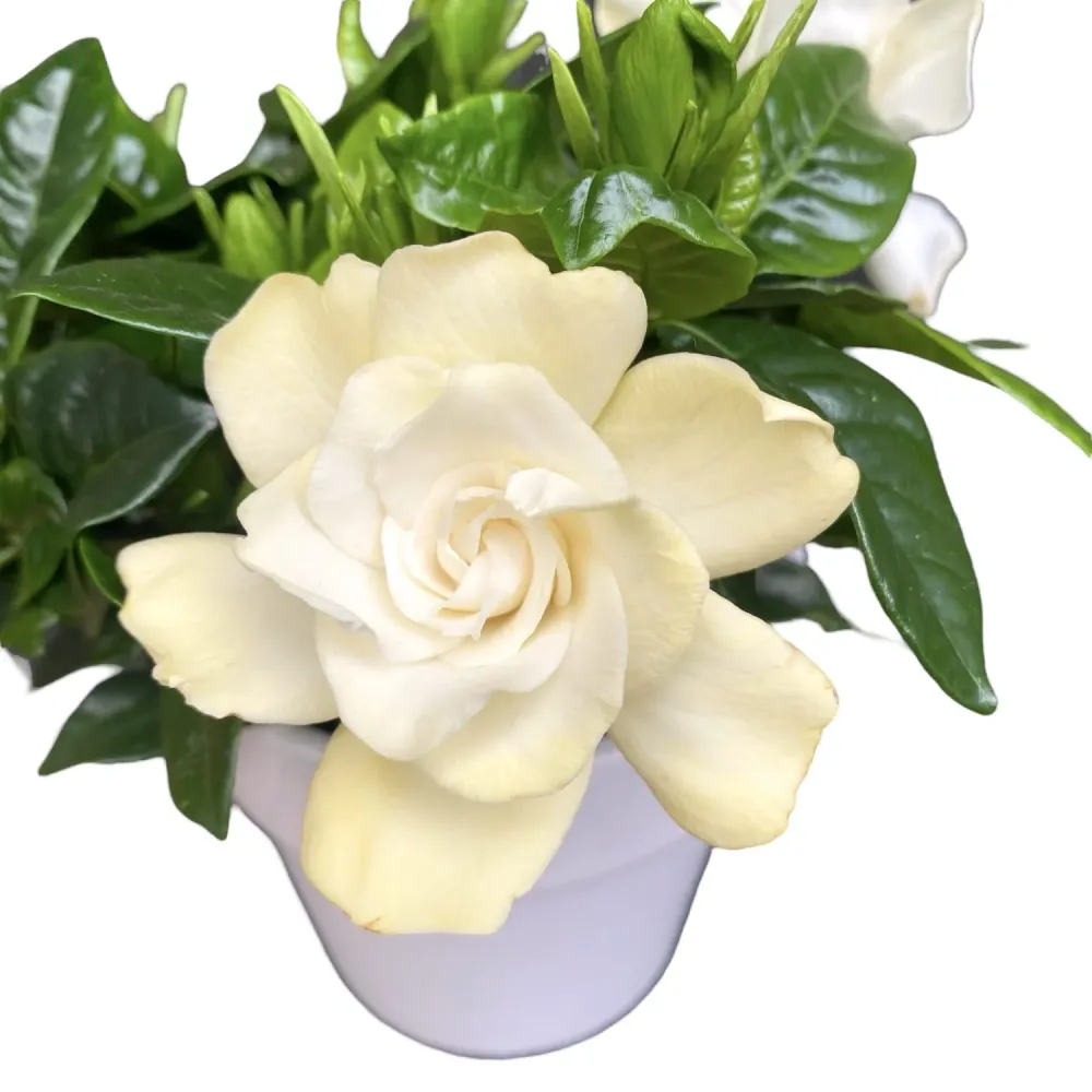 Gardenia Jasminoides parfumata D9 (2-3plante/ghiveci)