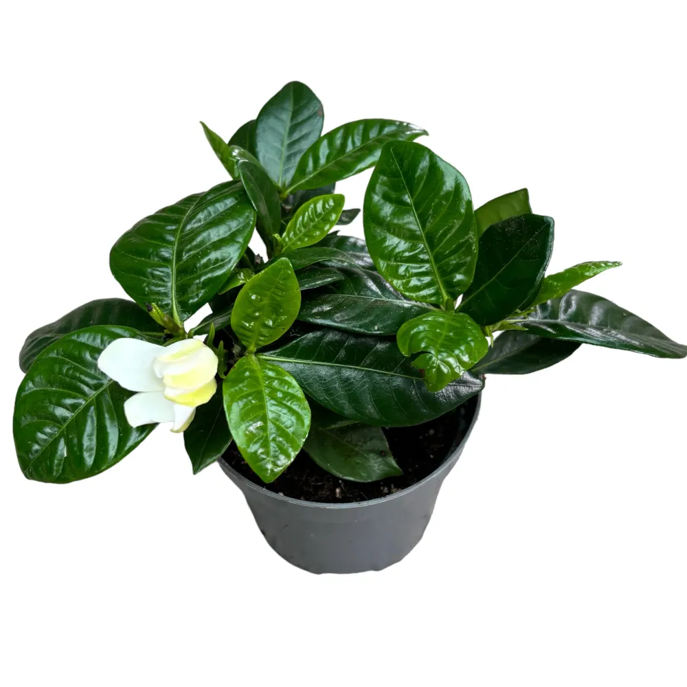 Gardenia Jasminoides parfumata D9 (2-3plante/ghiveci)