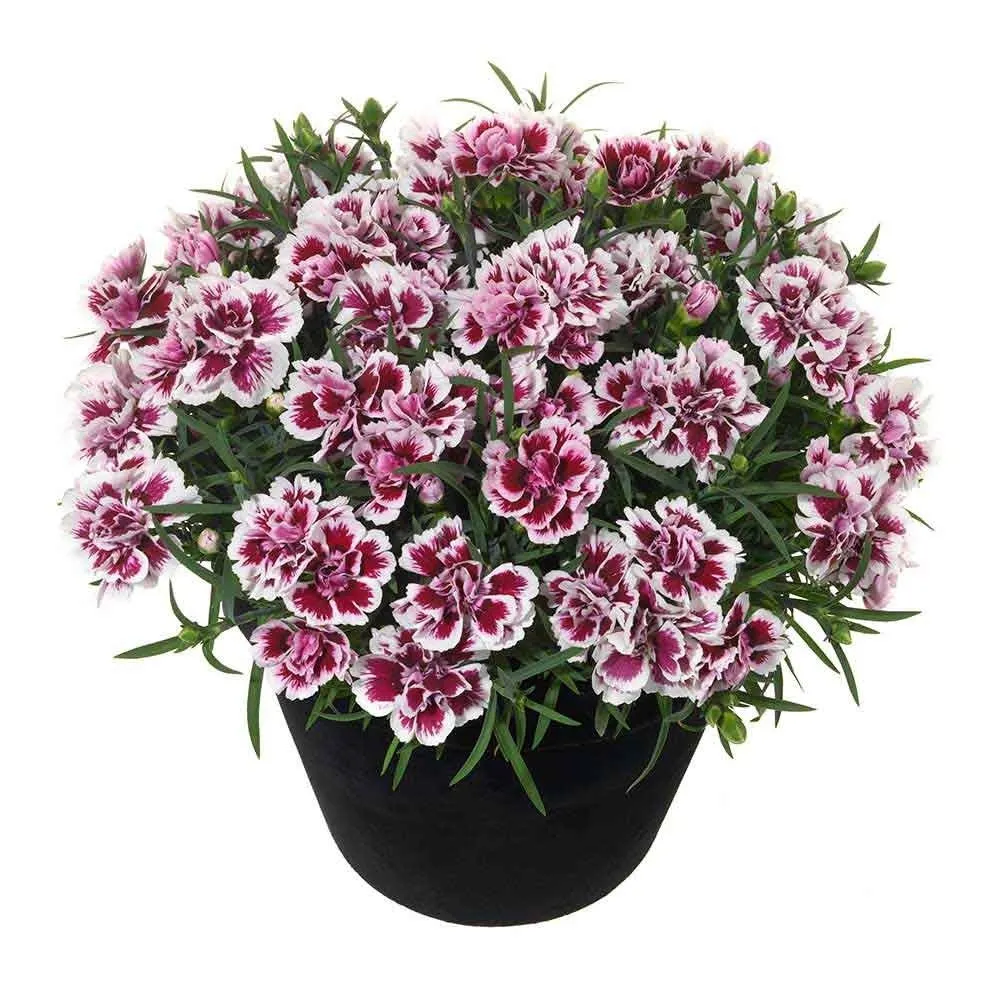 Garofita Bicolor Sunflor Charmy, cu flori roz-rosu si marginii albe, parfum puternic